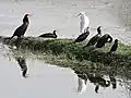 Cormorants (Phalacrocorax carbo)