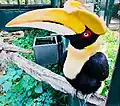 Great hornbill