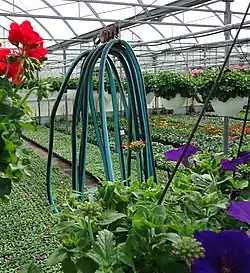 This greenhouse is equipped with a hose suspended on pulleys.