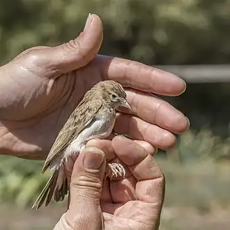 after rescue by BirdLife Malta