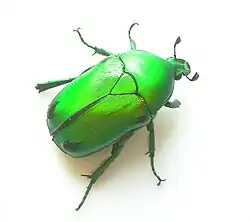 Heterorhina elegans
