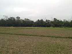 Fields near Hapez Shaheber Bari