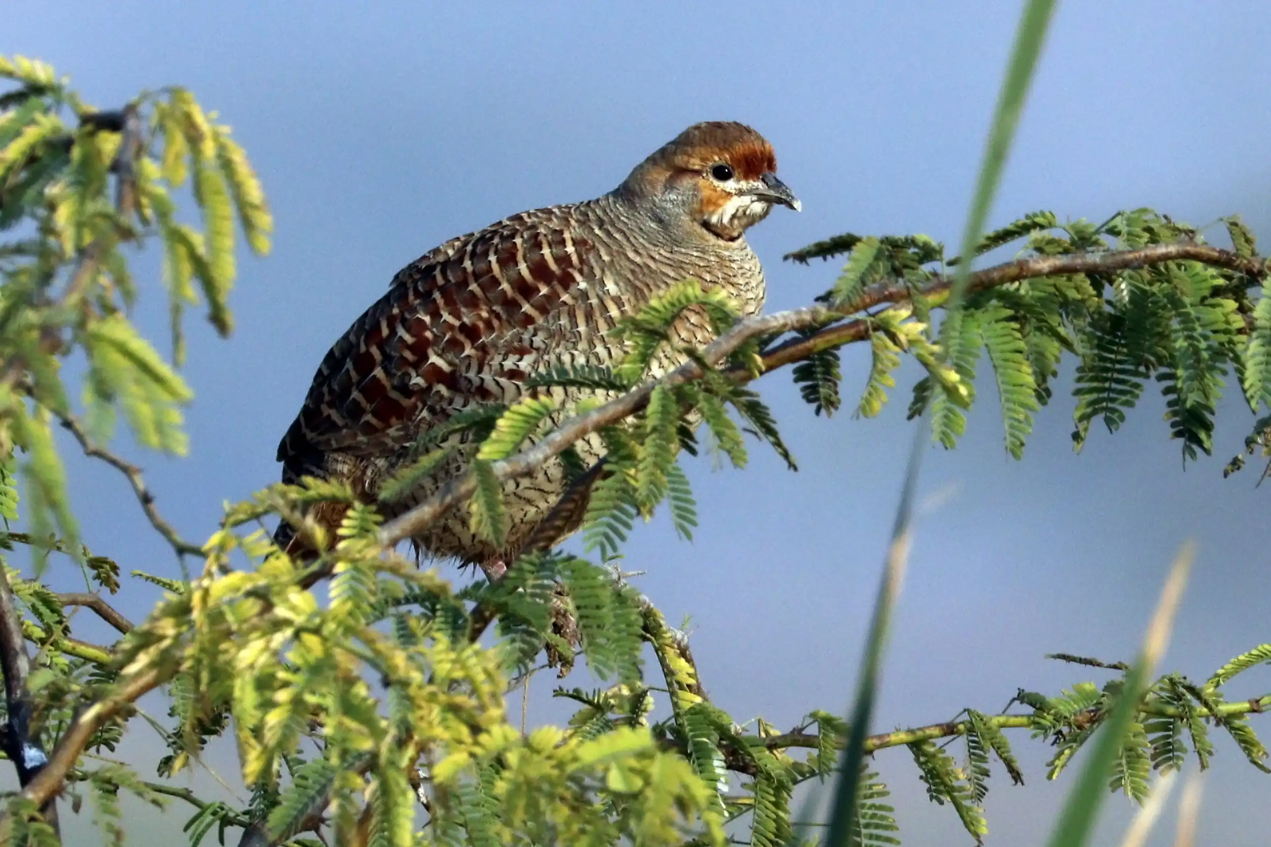 Grey_francolin_(Francolinus_pondicerianus_pondicerianus)