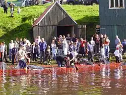 In accordance with the regulations, men and women gather on the shore to kill the beached whales, here in the town Vágur on Suðuroy