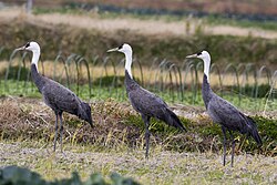 Greyish-black crane with white neck and dark face