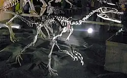 Skeleton
