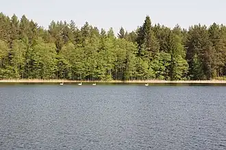 A body of water with pine trees in the distance.