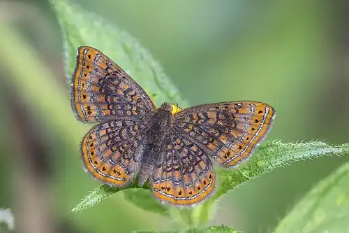 Detritivora gynaea Gynaea metalmark, Colombia