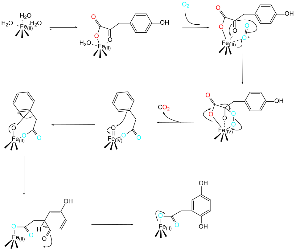 Proposed Reaction Mechanism of HPPD