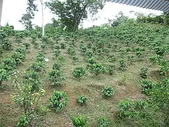 Newly planted coffee trees (after Hurricane Maria destroyed all the coffee trees in 2017)