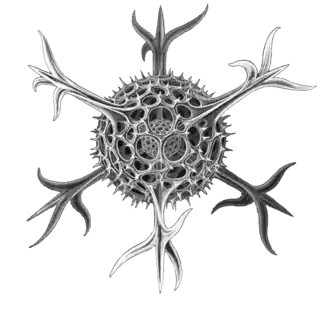 The elaborate silica shells of microscopic marine radiolarians can eventually produce opal.