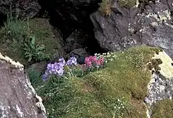 Jacob's ladder and lousewort in an auklet colony on Hall Island