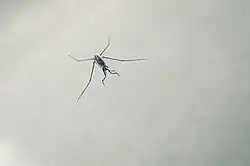 A live specimen of the pelagic species Halobates sericeus