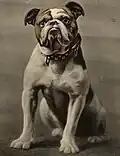 Yale's original mascot, Handsome Dan