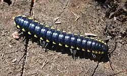 A millipede with contrasting, yellow-tipped keels.