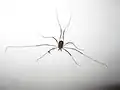 Larva on harvestman leg, New Zealand