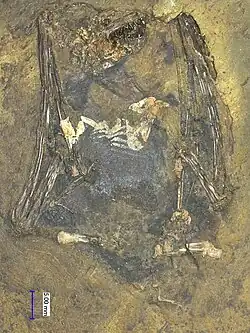 Hassianycteris messelensis