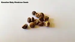 Argyreia nervosa (Hawaiian baby woodrose (HBW))