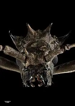 Head of Blosyropus spinosus in the Auckland Museum collection.