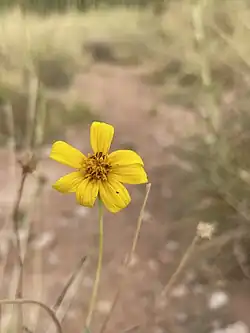 Flowering head, front view