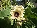 Henbane flower