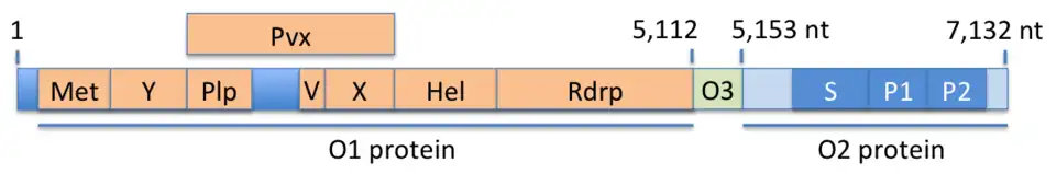 Hepatitis E virus genome and encoded proteins