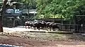 Herd of Indian Bisons in the zoo