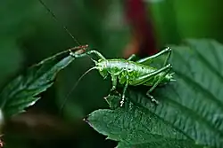Tettigonia cantans, male nymph
