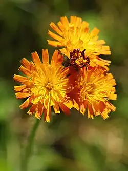 Hieracium aurantiacum, or orange hawkweed