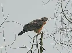 Himalayan buzzard (Buteo burmanicus)