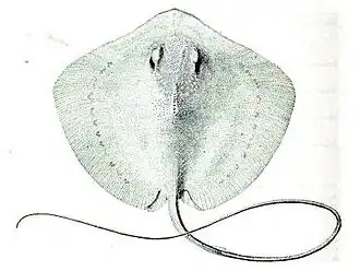 The illustration that accompanied Jordan and Seale's 1906 description