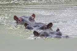 Photo of hippos in Lake Mburo