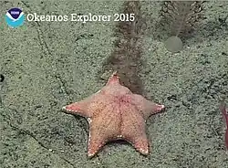 Hippasteria imperialis