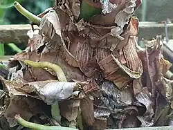 Detail of a Hippeastrum calyptratum (Ker Gawl.) Herb. bulb