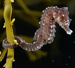 Image of short-snouted seahorse with tail wrapped around planet