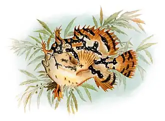 Sargassum fish are camouflaged to live among drifting Sargassum seaweed.