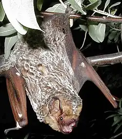 Brown bat