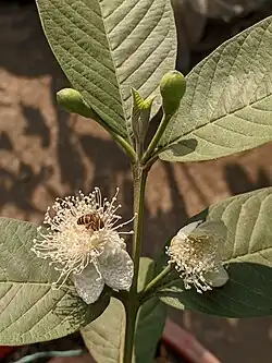 Honey bee on a P. guajava flower