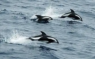 Hourglass dolphins leaping in the Passage