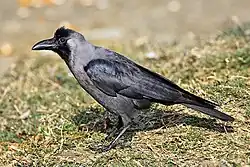 A house crow seen from the side, standing on grass. It is mainly a rich, glossy black colour, with a lighter grey-brown colour in its neck and breast.