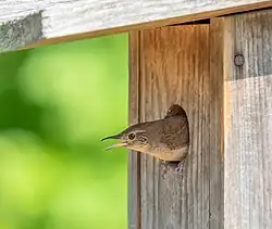 House Wren (Troglodytes aedon) peering out from a nest box