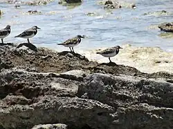 Ruddy turnstones