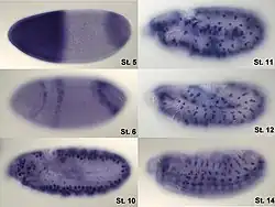 Visualization of hunchback mRNA in Drosophila embryo.