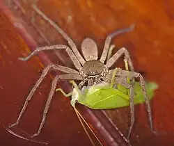 A female Heteropoda venatoria consuming a katydid