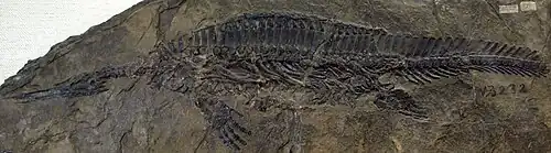 Early Triassic Hupehsuchus fossil in the Paleozoological Museum of China