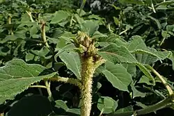 Close view of a shoot densely covered in trichomes