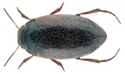 beetle species