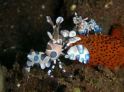Couple of Hymenocera picta hunting a sea star