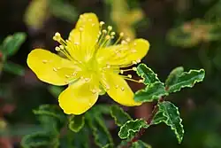 ''H. balearicum'' at the University of California, Berkeley Botanical Garden