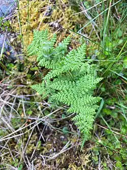 A small fern with a few branchlets centered, with lacy fronds typical of the species